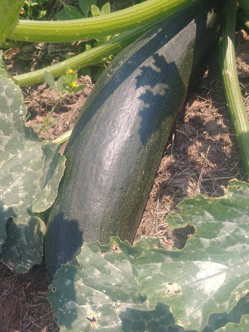 Scarborough Farmers' Market Scarborough Farmers' Market